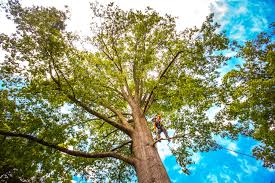 How Our Tree Care Process Works  in  Statesville, NC